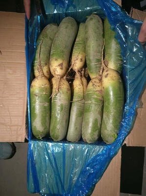 山东枣庄滕州水果萝卜 价廉物美的健康选择