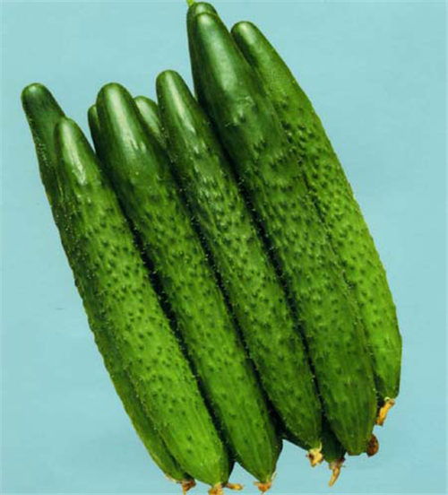 江西有机黄瓜 源头直供，新鲜直送，品质与健康的双重选择