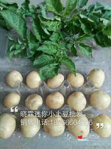 新鲜蔬菜批发与供应 连接优质农产品与餐桌的桥梁