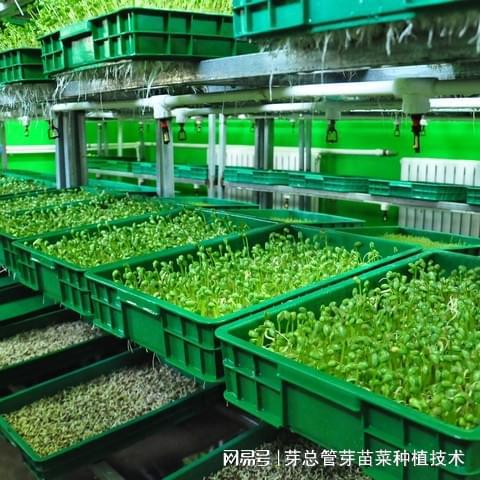 芽苗菜种植加盟连锁 新鲜蔬菜批发的蓝海商机