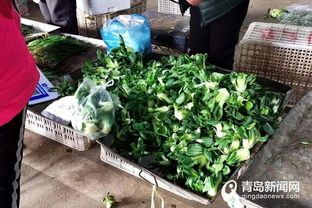 青岛各大商超营业时间更新 夜幕下的新秩序与时令蔬菜的市美学
